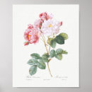 Recherche de rosa posters Vintage