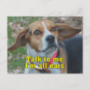 Recherche de drôles de beagle cartes postales Dog