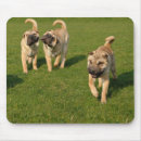 Recherche de shar pei tapis souris Chien
