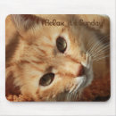 Recherche de citations chat tapis souris Chaton
