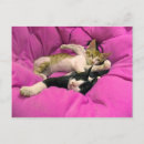 Recherche de chill cartes postales Chats