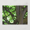 Recherche de glycine cartes postales Pergola