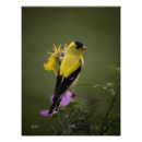 Recherche de plumes jaunes posters Sauvage