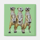 Recherche de suricate magnets Suricata