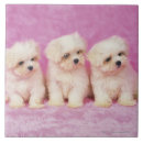 Recherche de races de chien carreaux Mignon