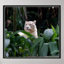 Recherche de tigres blancs posters Faune