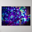 Recherche de orchidées bleues posters Violet