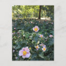 Recherche de jolies fleurs cartes postales Photographie