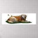 Recherche de race chien posters Labrador