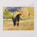 Recherche de canadien cartes postales Animaux