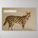 Recherche de chat savane art Chaton