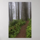 Recherche de vieille californie posters Arbre