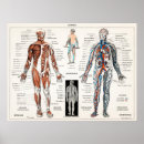 Recherche de human skeleton posters Anatomy