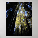 Recherche de humboldt art Californie