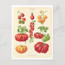 Recherche de botanique vintage cartes postales Illustration