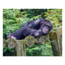 Recherche de chimpanzés posters Toute personne