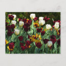 Recherche de tulipe rouge jaune cartes postales Jardin