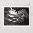 Recherche de koi photographie Carpe