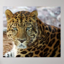 Recherche de léopard vert posters Nature