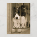 Recherche de chien de border collie cartes postales Animal