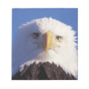 Recherche de profil blocsnotes Steve kazlowski