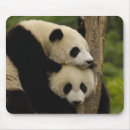 Recherche de panda géant tapis souris Faune