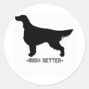 Recherche de poseur irlandais Animaux