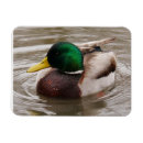 Recherche de le canard magnets Mallalard