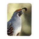 Recherche de queue magnets Nature