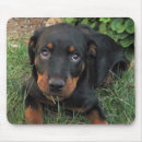 Recherche de photo drôle chien tapis souris Chiot