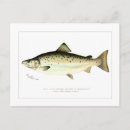 Recherche de saumons cartes postales Poisson