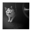 Recherche de moustache carreaux Chat