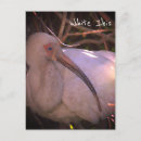Recherche de ibis cartes postales Oiseaux