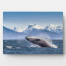 Recherche de baleine plaques Nautique