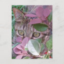 Recherche de secouru cartes postales Chats
