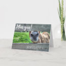 Recherche de mule vœux cartes Photographie