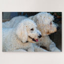 Recherche de goldendoodle puzzles Animal