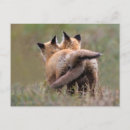 Recherche de canid cartes postales Nature