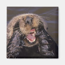 Recherche de loutres magnets Littoral