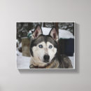 Recherche de siberian husky posters Sibérien