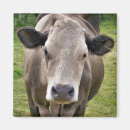 Recherche de bovin magnets Ferme