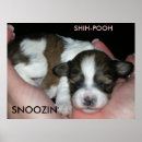 Recherche de poo de shih Caniche