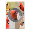 Recherche de cardinal du nord art Faune