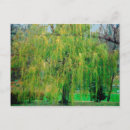 Recherche de saule pleurant cartes postales Nature