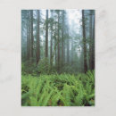 Recherche de fougères cartes postales Parc national
