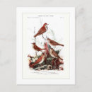 Recherche de jeux cartes postales Faune