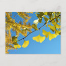 Recherche de feuille de ginkgo cartes postales Automne