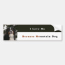 Recherche de bernese voiture autocollants Chien