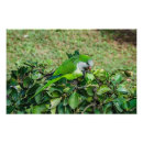 Recherche de étouffant posters Oiseau