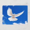 Recherche de colombes blanches cartes postales Oiseaux